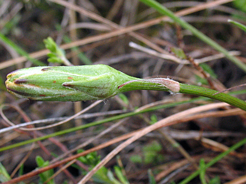 Scorzonera austriaca Willd. / Scorzonara barbuta